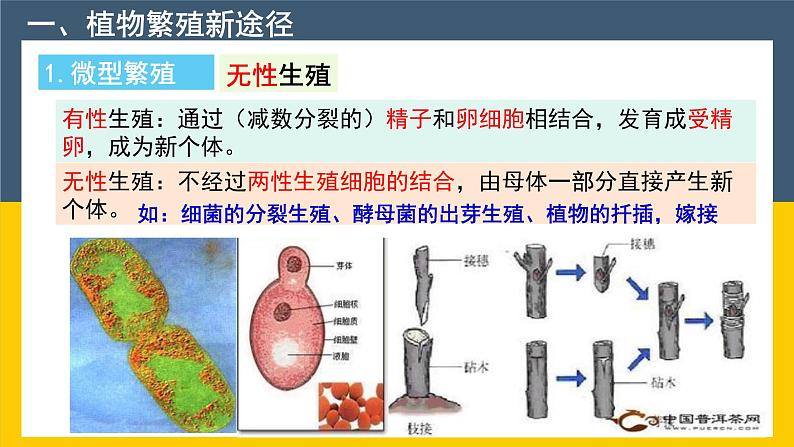 2021年春人教版高二生物选修三课件：2.1.2 植物细胞工程的实际应用07