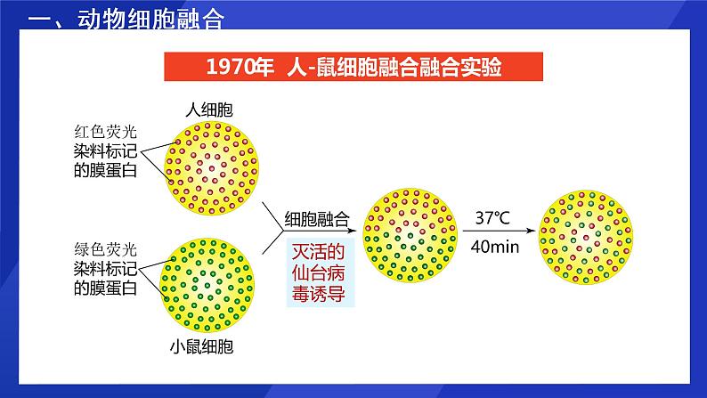 2021年春人教版高二生物选修三课件：2.2.2 动物细胞融合与单克隆抗体07