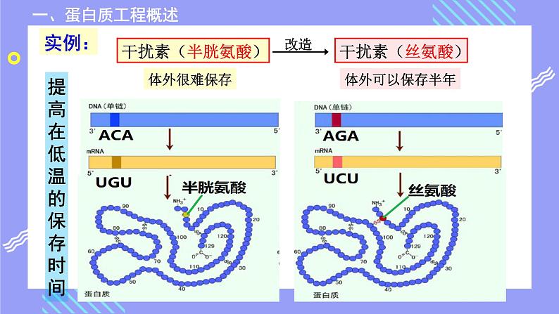 2021年春人教版高二生物选修三课件：1.4 蛋白质工程的崛起08