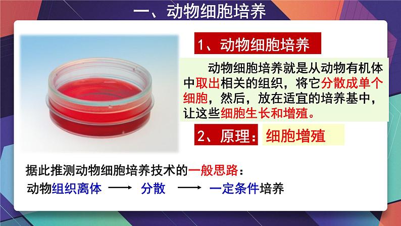 2021年春人教版高二生物选修三课件：2.2.1动物细胞培养和核移植技术06