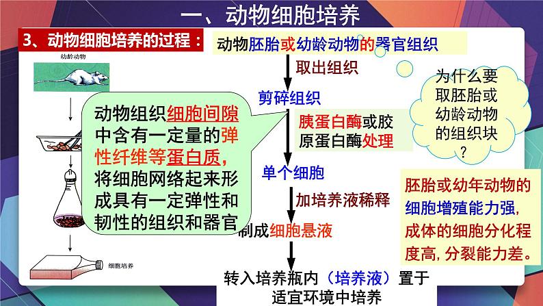 2021年春人教版高二生物选修三课件：2.2.1动物细胞培养和核移植技术08