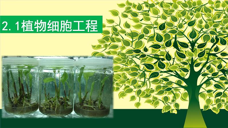 2021年春人教版高二生物选修三课件：2.1.1 植物细胞工程的基本技术06