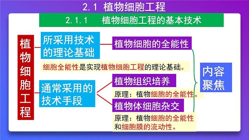 2021年春人教版高二生物选修三课件：2.1.1 植物细胞工程的基本技术07