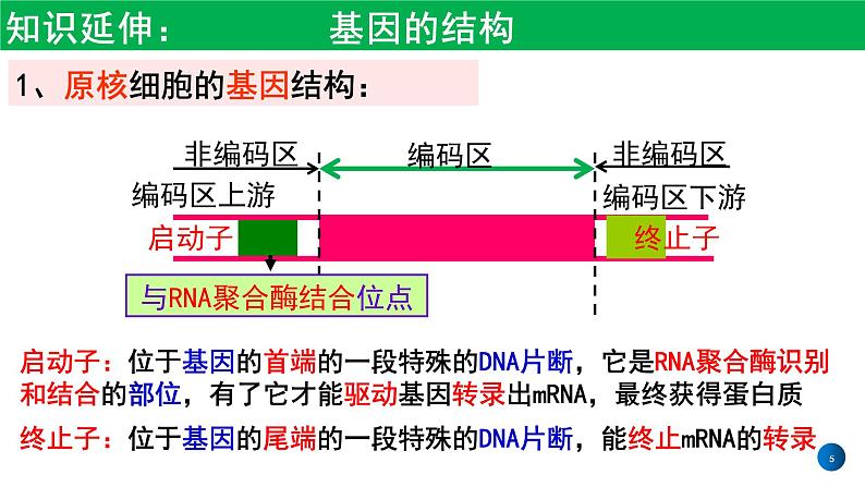 2021年春人教版高二生物选修三课件：1.2  基因工程的基本操作程序05