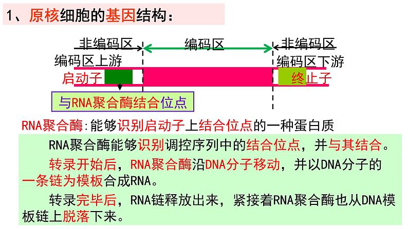 2021年春人教版高二生物选修三课件：1.2  基因工程的基本操作程序06