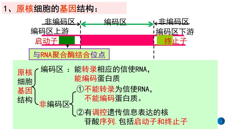 2021年春人教版高二生物选修三课件：1.2  基因工程的基本操作程序07