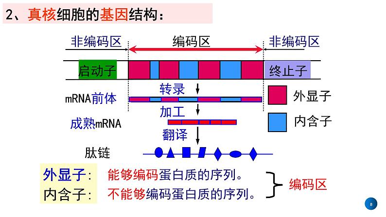 2021年春人教版高二生物选修三课件：1.2  基因工程的基本操作程序08