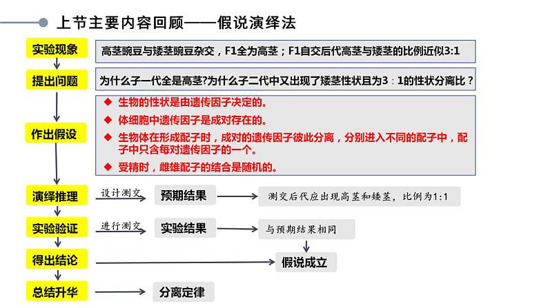 1.2 孟德尔豌豆杂交实验 (二) 课件【新教材】 2020-2021学年人教版（2019）高一生物必修二第4页