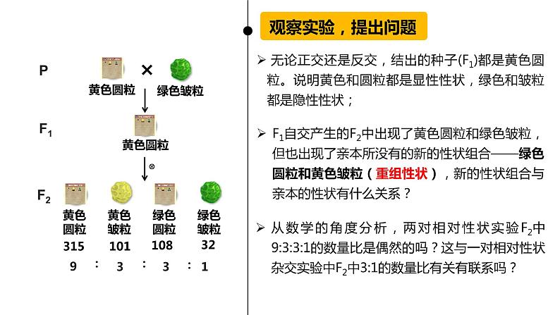 1.2 孟德尔豌豆杂交实验 (二) 课件【新教材】 2020-2021学年人教版（2019）高一生物必修二第6页