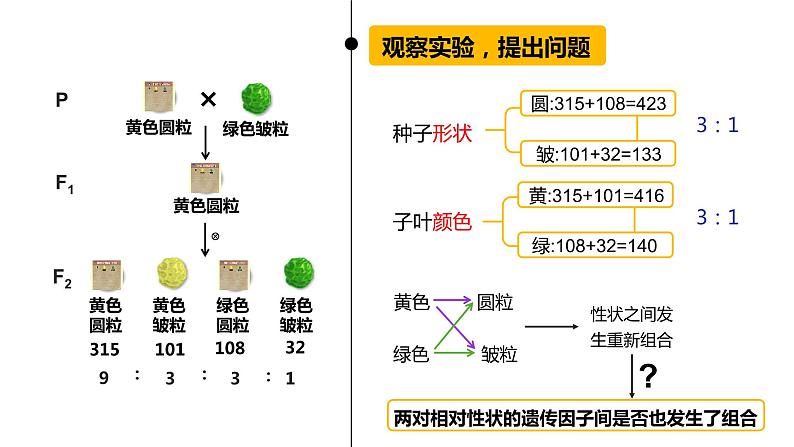 1.2 孟德尔豌豆杂交实验 (二) 课件【新教材】 2020-2021学年人教版（2019）高一生物必修二第7页