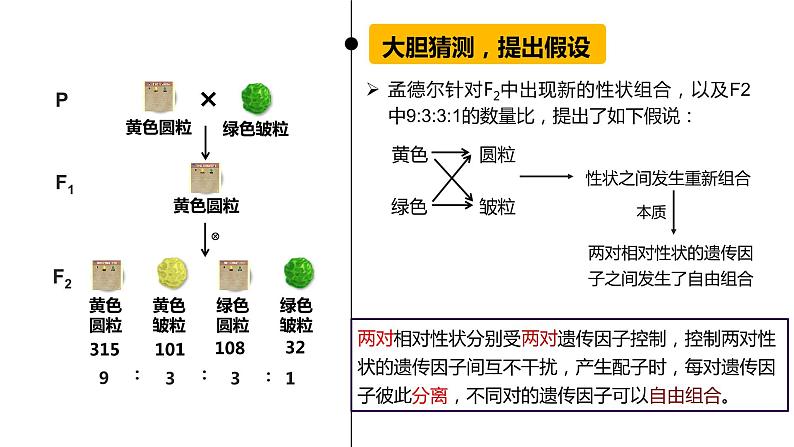 1.2 孟德尔豌豆杂交实验 (二) 课件【新教材】 2020-2021学年人教版（2019）高一生物必修二第8页