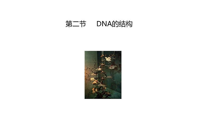 3.2 DNA的结构 课件【新教材】2020-2021学年高一生物人教版（2019）必修二第3页