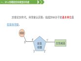 3.2 DNA的结构 课件【新教材】2020-2021学年高一生物人教版（2019）必修二