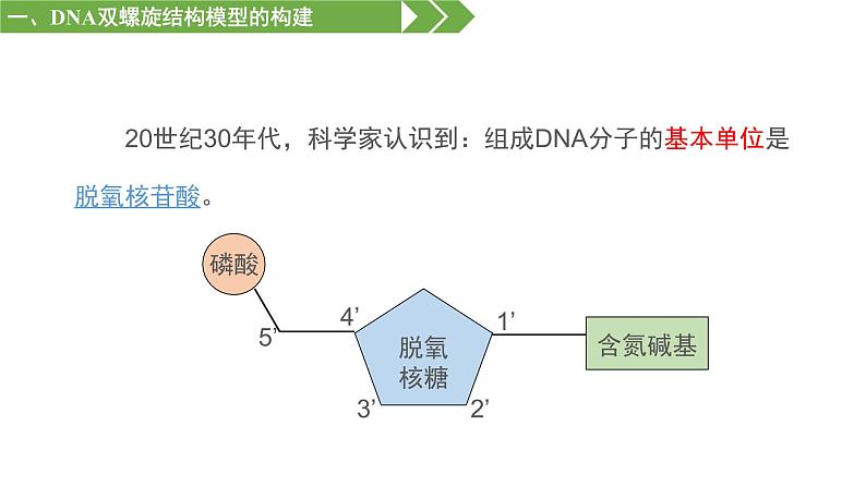 3.2 DNA的结构 课件【新教材】2020-2021学年高一生物人教版（2019）必修二第5页