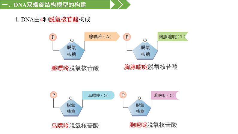 3.2 DNA的结构 课件【新教材】2020-2021学年高一生物人教版（2019）必修二第6页