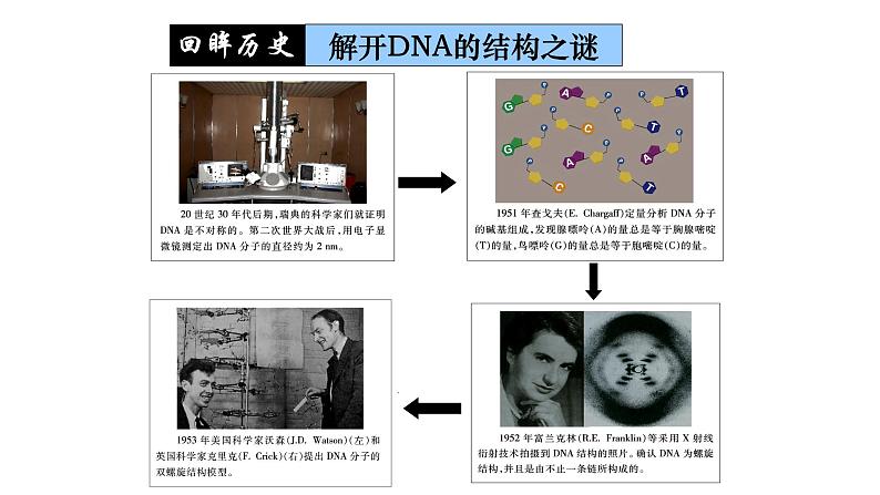3.2 DNA的结构 课件【新教材】2020-2021学年高一生物人教版（2019）必修二第7页