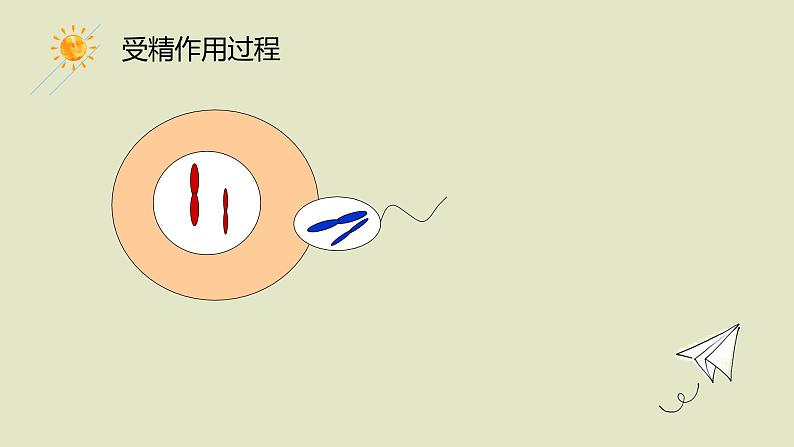 2.1 受精作用 课件【新教材】2020-2021学年高一生物人教版（2019）必修二第6页