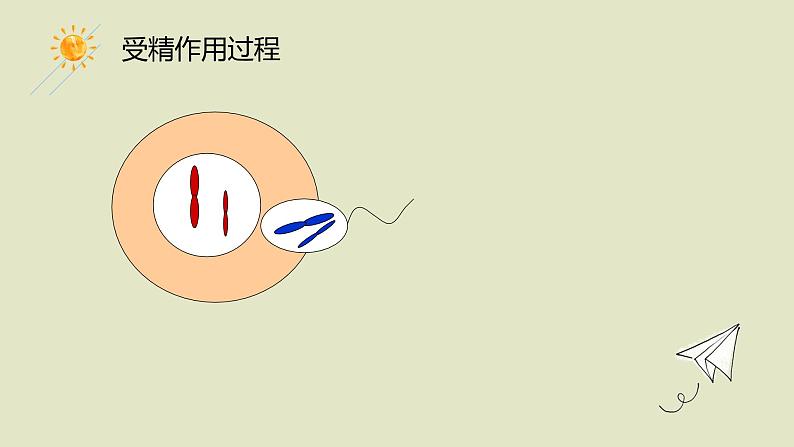 2.1 受精作用 课件【新教材】2020-2021学年高一生物人教版（2019）必修二第7页