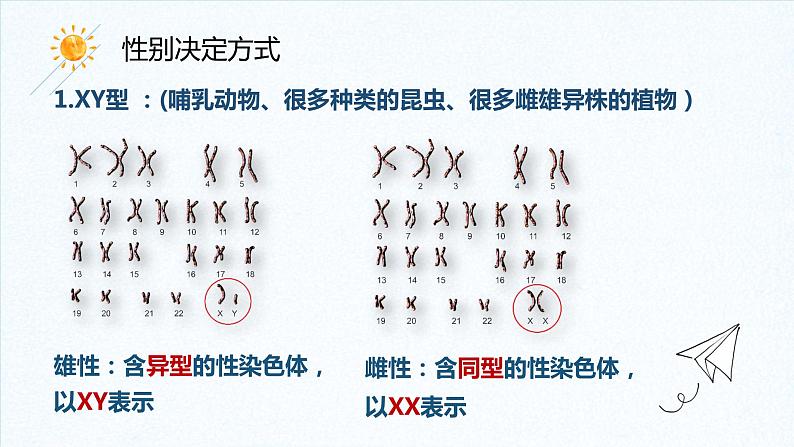 2.3 伴性遗传 课件【新教材】2020-2021学年高一生物人教版（2019）必修二05