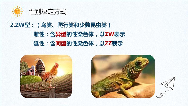 2.3 伴性遗传 课件【新教材】2020-2021学年高一生物人教版（2019）必修二08