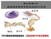 3.4基因通常是有遗传效应的DNA片段-2020-2021学年高一生物人教版（2019）必修2 课件