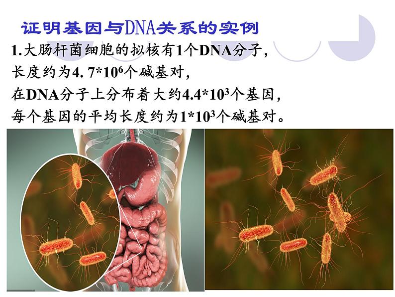 3.4基因通常是有遗传效应的DNA片段-2020-2021学年高一生物人教版（2019）必修2 课件04