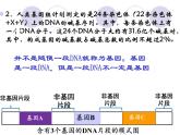 3.4基因通常是有遗传效应的DNA片段-2020-2021学年高一生物人教版（2019）必修2 课件