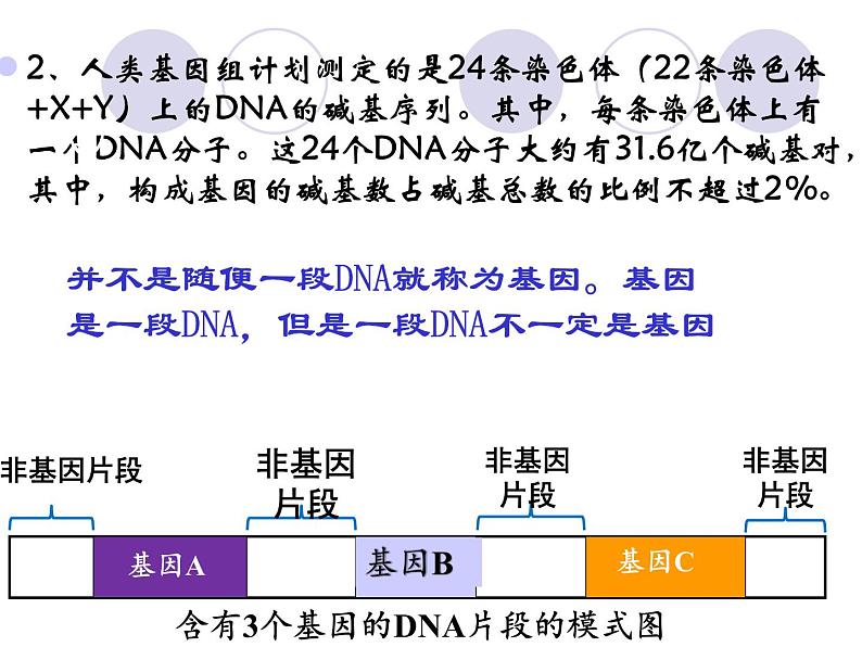 3.4基因通常是有遗传效应的DNA片段-2020-2021学年高一生物人教版（2019）必修2 课件05