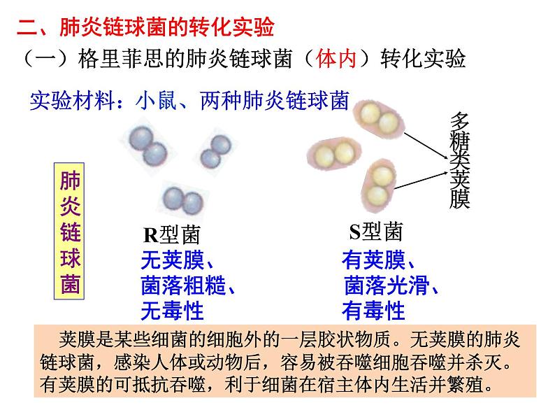 3.1DNA是主要的遗传物质 课件【新教材】2020-2021学年人教版（2019）高一生物必修二06