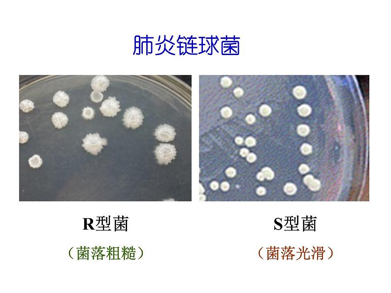 3.1DNA是主要的遗传物质 课件【新教材】2020-2021学年人教版（2019）高一生物必修二07