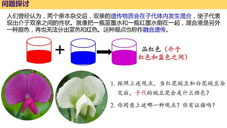 1.1 孟德尔豌豆杂交实验 (一)  课件【新教材】 2020-2021学年人教版（2019）高一生物必修二第3页