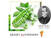 1.1 孟德尔豌豆杂交实验 (一)  课件【新教材】 2020-2021学年人教版（2019）高一生物必修二