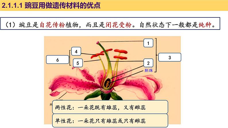 1.1 孟德尔豌豆杂交实验 (一)  课件【新教材】 2020-2021学年人教版（2019）高一生物必修二第6页