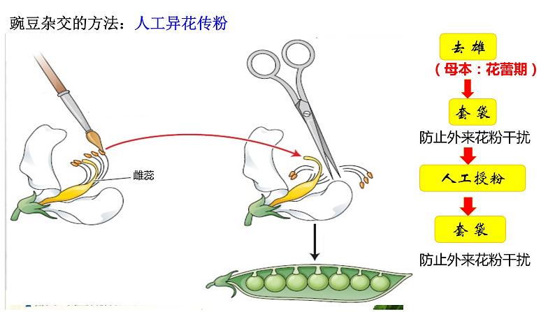 1.1 孟德尔豌豆杂交实验 (一)  课件【新教材】 2020-2021学年人教版（2019）高一生物必修二第8页