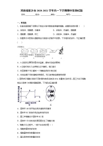 河南省新乡市2020-2021学年高一下学期期中生物试题（word版 含答案）