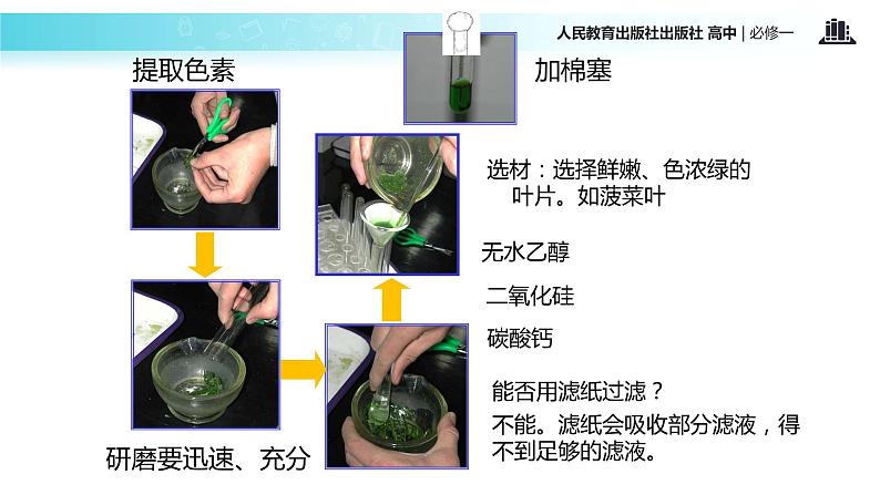 【教学课件】《捕获光能的色素和结构》（人教）04