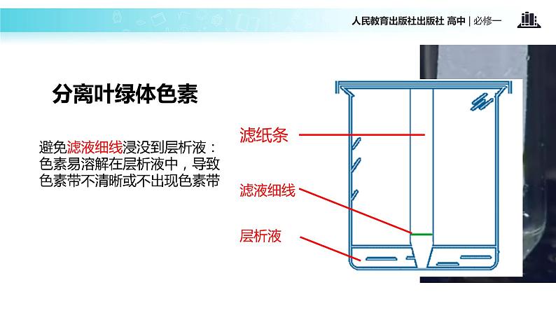 【教学课件】《捕获光能的色素和结构》（人教）06