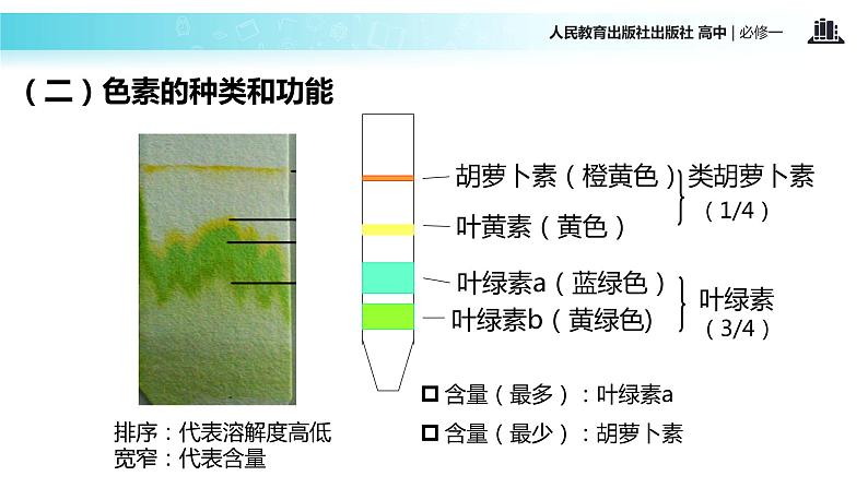 【教学课件】《捕获光能的色素和结构》（人教）07