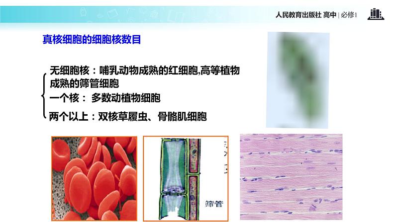 【教学课件】《细胞核—系统的控制中心》（生物人教必修1）05