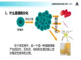 【教学课件】《细胞的分化》（人教）