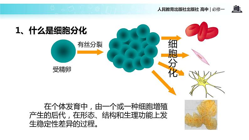 【教学课件】《细胞的分化》（人教）03