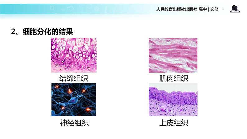 【教学课件】《细胞的分化》（人教）04