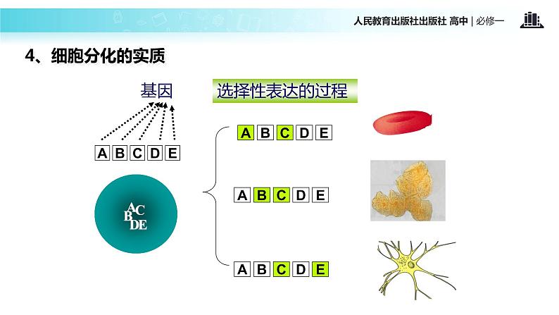 【教学课件】《细胞的分化》（人教）06