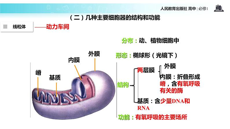 【教学课件】《细胞器—系统内的分工合作》（生物人教必修1）08