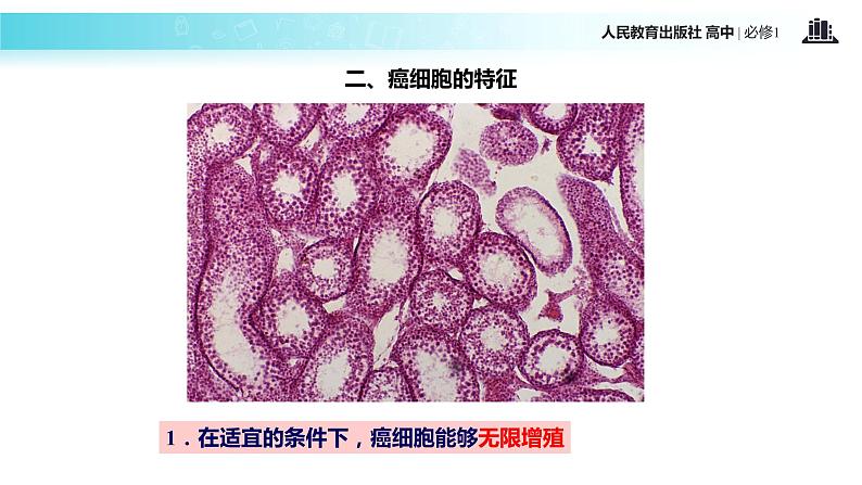 【教学课件】《细胞的癌变》（生物人教必修1）08