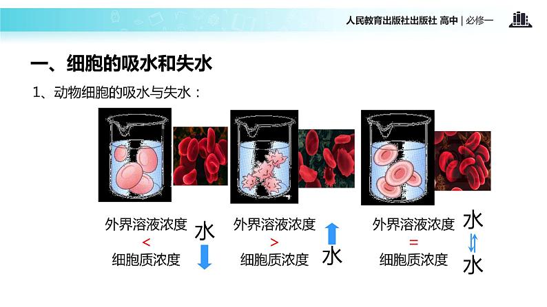 【教学课件】《物质跨膜运输的实例》（人教）08