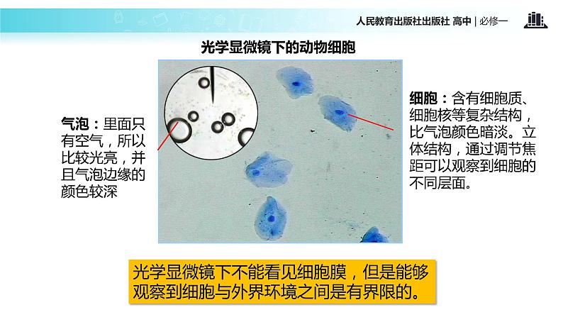 【教学课件】《细胞膜-系统的边界》（人教）第4页