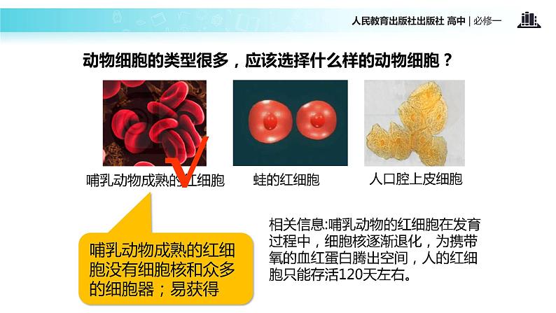 【教学课件】《细胞膜-系统的边界》（人教）第7页