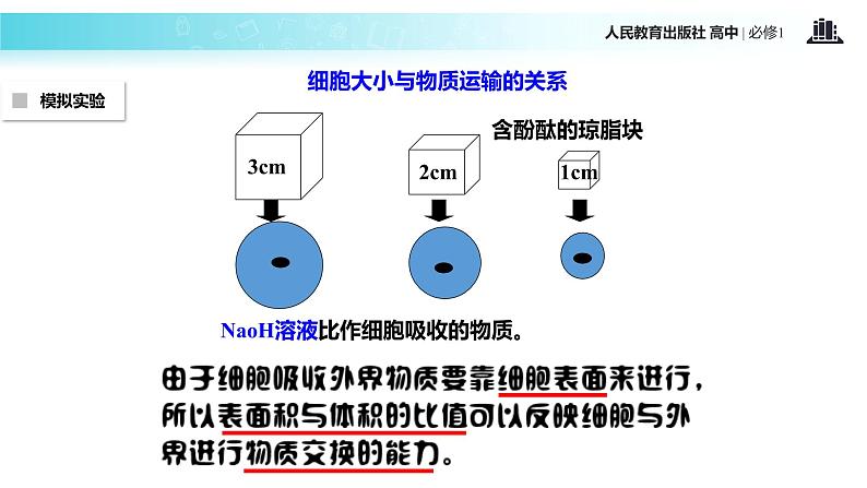 【教学课件】《细胞的增殖》（生物人教必修1）06