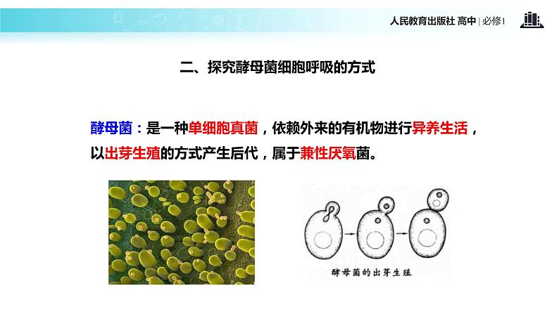 【教学课件】《ATP的主要来源—细胞呼吸》（生物人教必修1）07